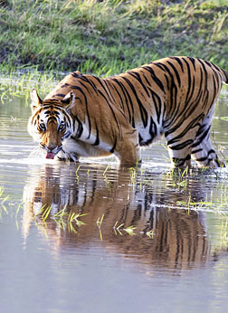 Bandhavgarh Tiger
